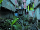 Many homes in Rocinha don't have formal connections to the sewerage network.