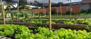 Community vegetable garden in Campo Grande. Photo: Reproduction Living Bay Movement.