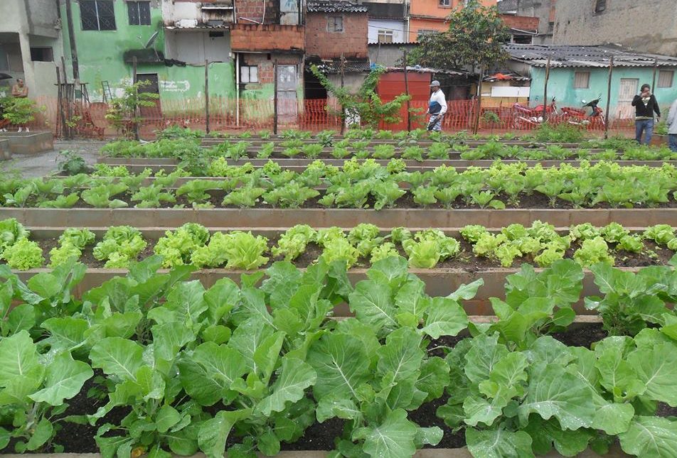 Manguinhos Community Vegetable Garden, the largest in Latin America. Photo: Reproduction