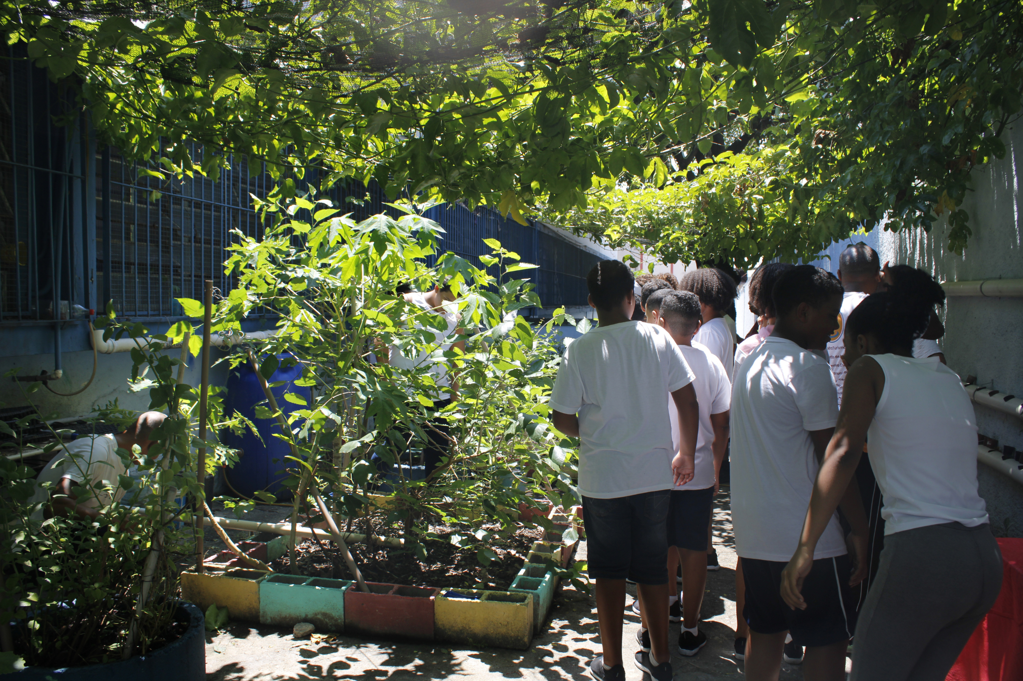 Besides the garden beds, the space also has two agroecological green roofs (formed by passion-fruit vines) that create a cooling cover for the area. Photo: Amanda Baroni Besides the garden beds, the space also has two agroecological green roofs (formed by passion-fruit vines) that create a cooling cover for the area. Photo: Amanda Baroni