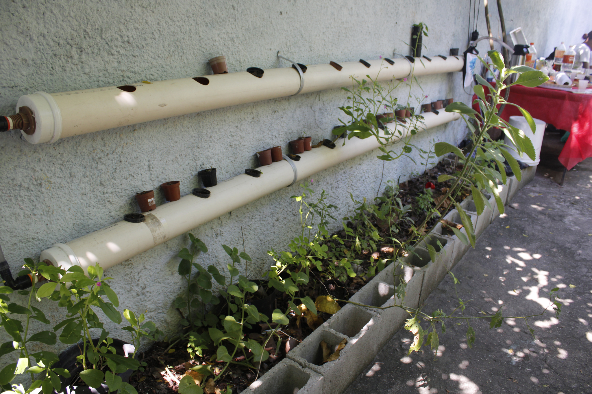 Students built a vertical garden for growing small seedlings. This section works with the help of water pumps that circulate the water through the pipes periodically. Photo: Amanda Baroni Students built a vertical garden for growing small seedlings. This section works with the help of water pumps that circulate the water through the pipes periodically. Photo: Amanda Baroni