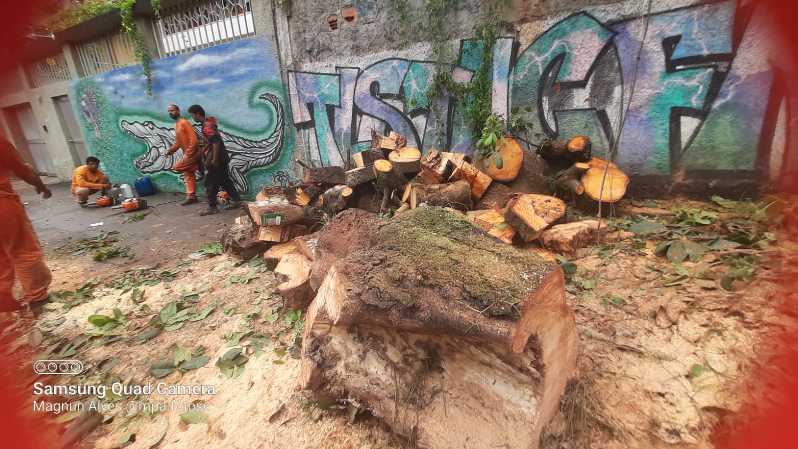 A tree, brutally uprooted on Rua Alberto Soares Sampaio, in Taquara. Photo: Magnun Alves A tree, brutally uprooted on Rua Alberto Soares Sampaio, in Taquara. Photo: Magnun Alves