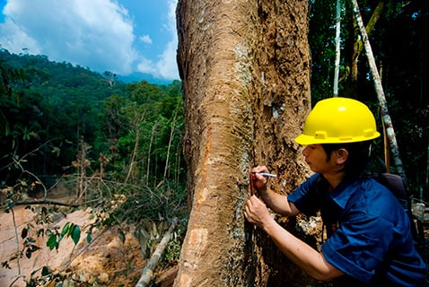 In Asia, forest planner placing red and yellow tags on trees that should not be cut because they are part of a carbon sequestration research project. Photo: Bridget Besaw / Aurora Photos, via the IPCC Photo Library In Asia, forest planner placing red and yellow tags on trees that should not be cut because they are part of a carbon sequestration research project. Photo: Bridget Besaw / Aurora Photos, via the IPCC Photo Library